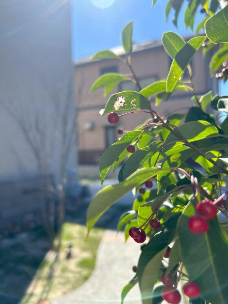 赤いソヨゴの実が華やかな写真